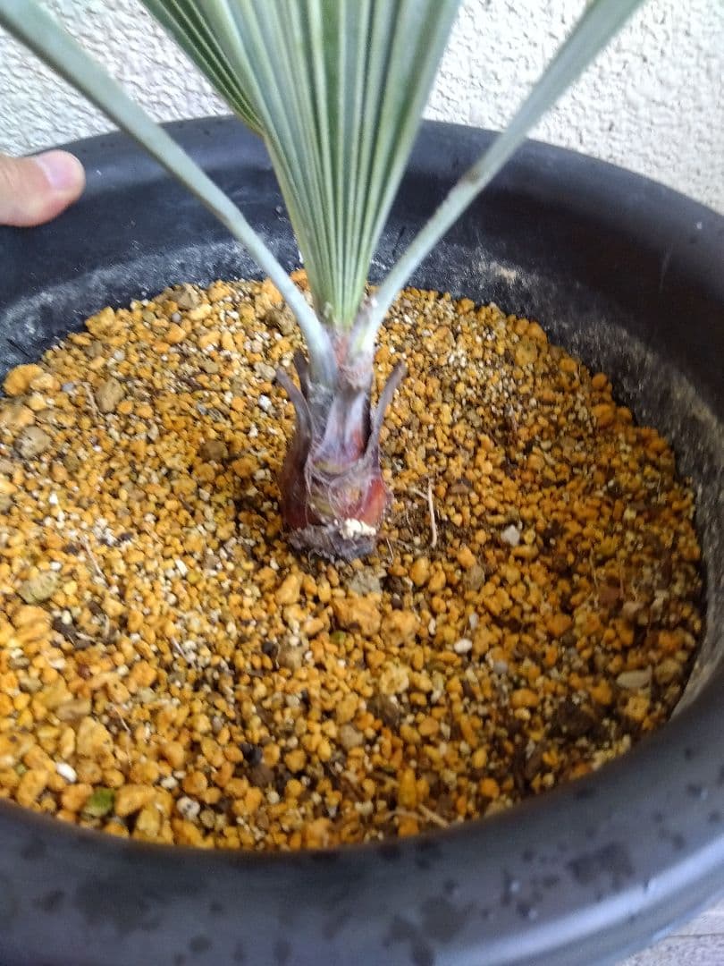 ブラヘアアルマータ　9号鉢つき　い