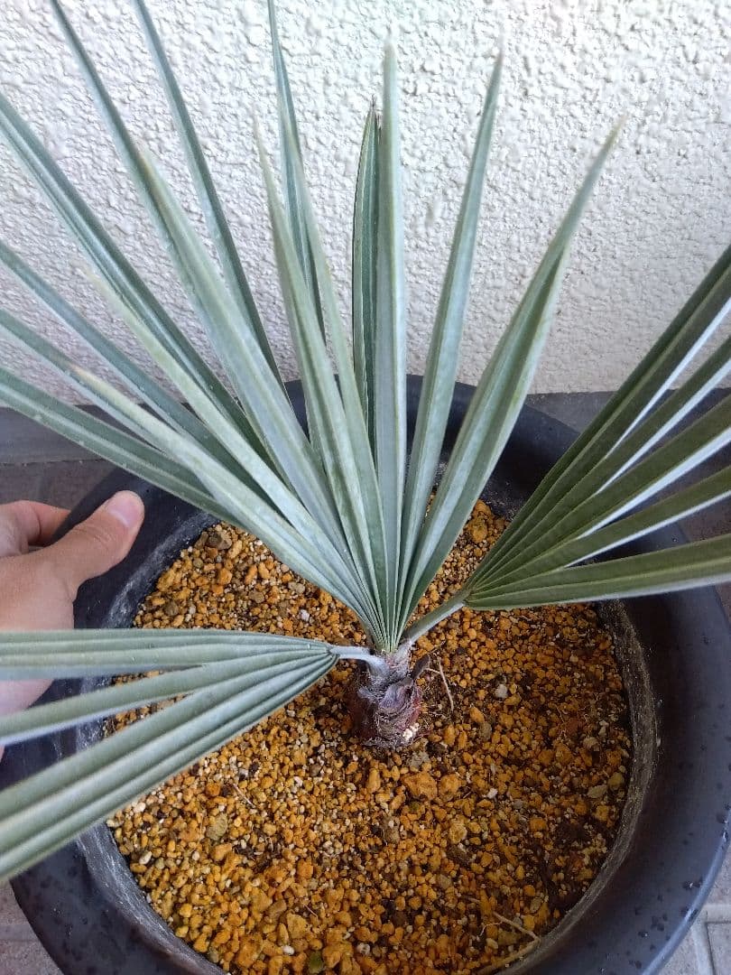 ブラヘアアルマータ　9号鉢つき　い