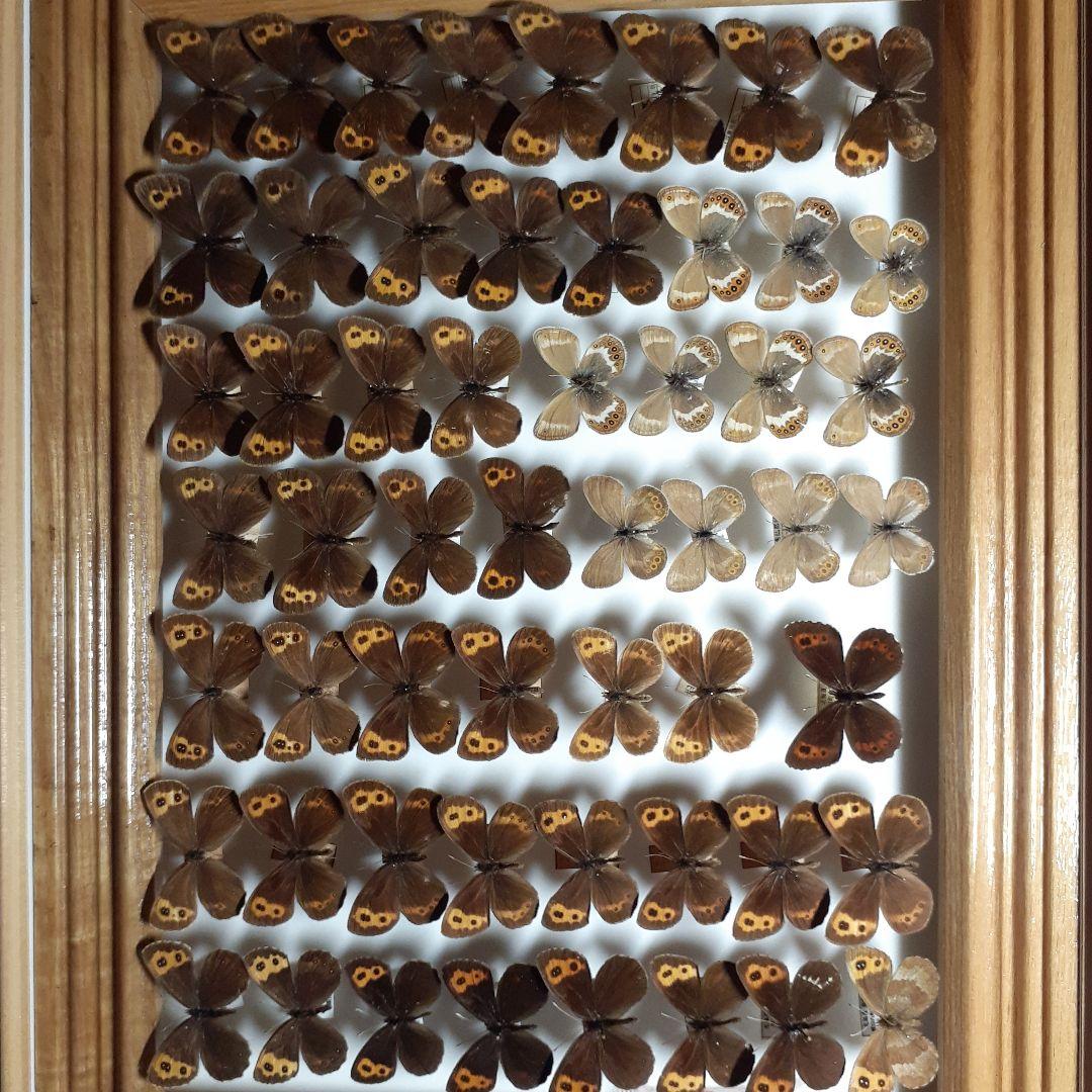 蝶標本ベニヒカゲ、クモマベニヒカゲ、シロオビヒメヒカゲ中型ドイツ標本箱入り