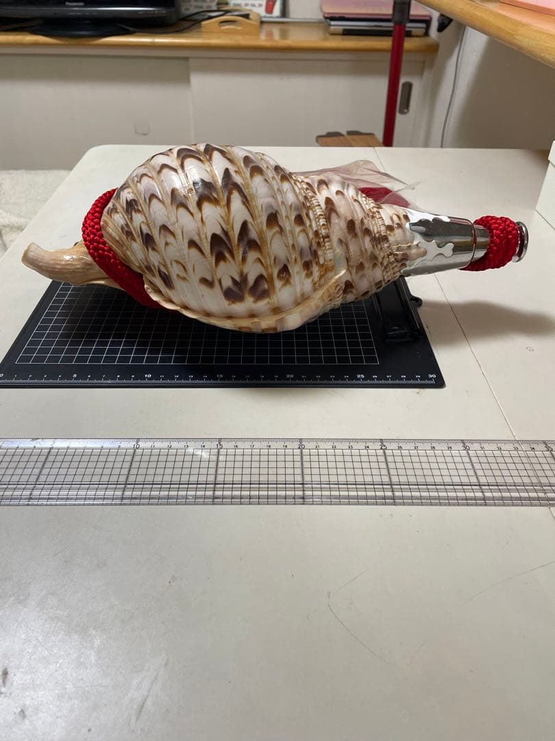 法螺貝②　貝殻　標本