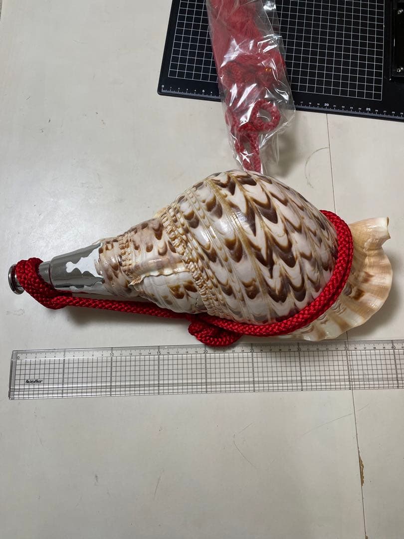 法螺貝②　貝殻　標本