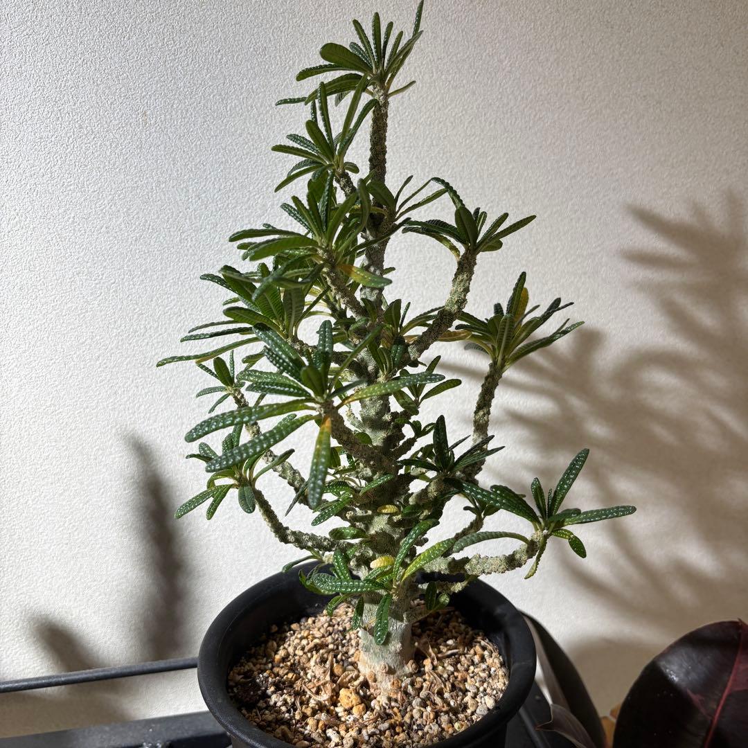 【レア 塊根植物】ドルステニアギガス ブラータ 美株 良樹形 鉢ごとメルカリ便