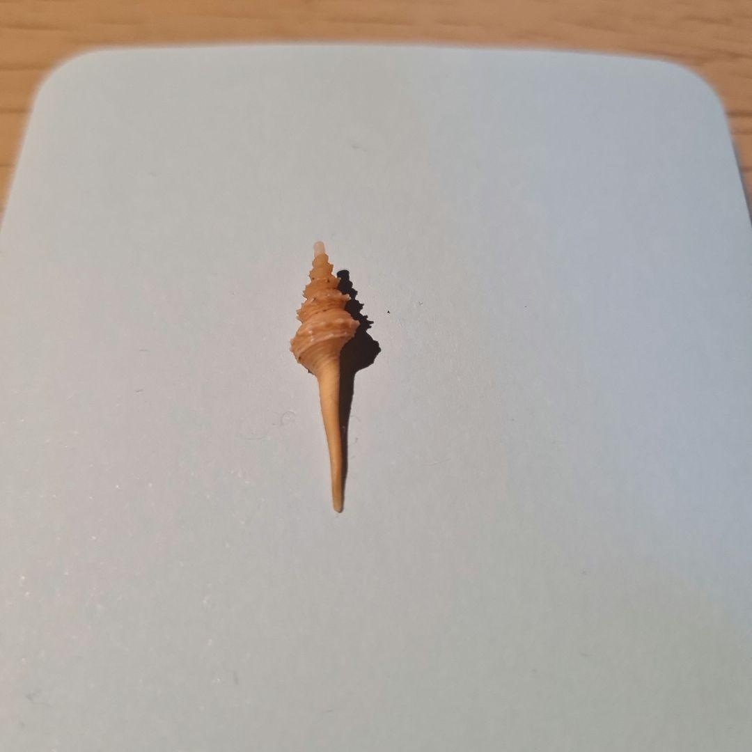 貝殻 Coluzea Groschi