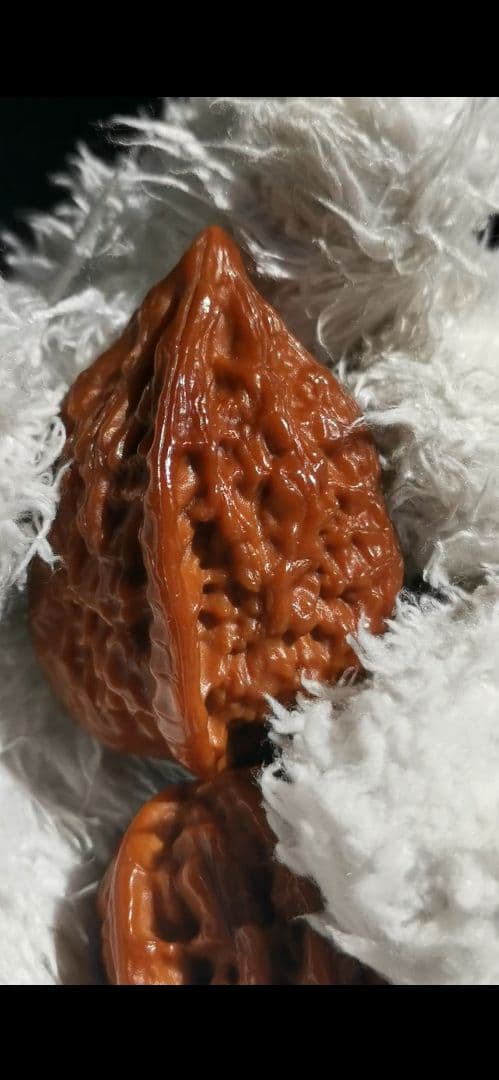 【東京文玩育成】文玩核桃 原樹吸血鬼官帽 32x31x43mm