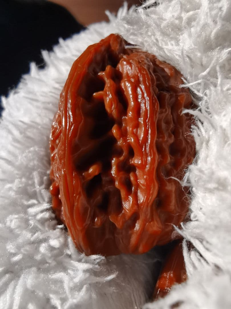 【東京文玩育成】文玩核桃 原樹吸血鬼官帽 32x31x43mm