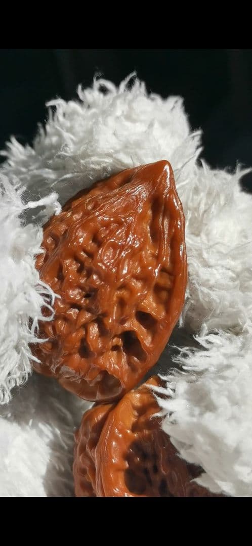 【東京文玩育成】文玩核桃 原樹吸血鬼官帽 32x31x43mm