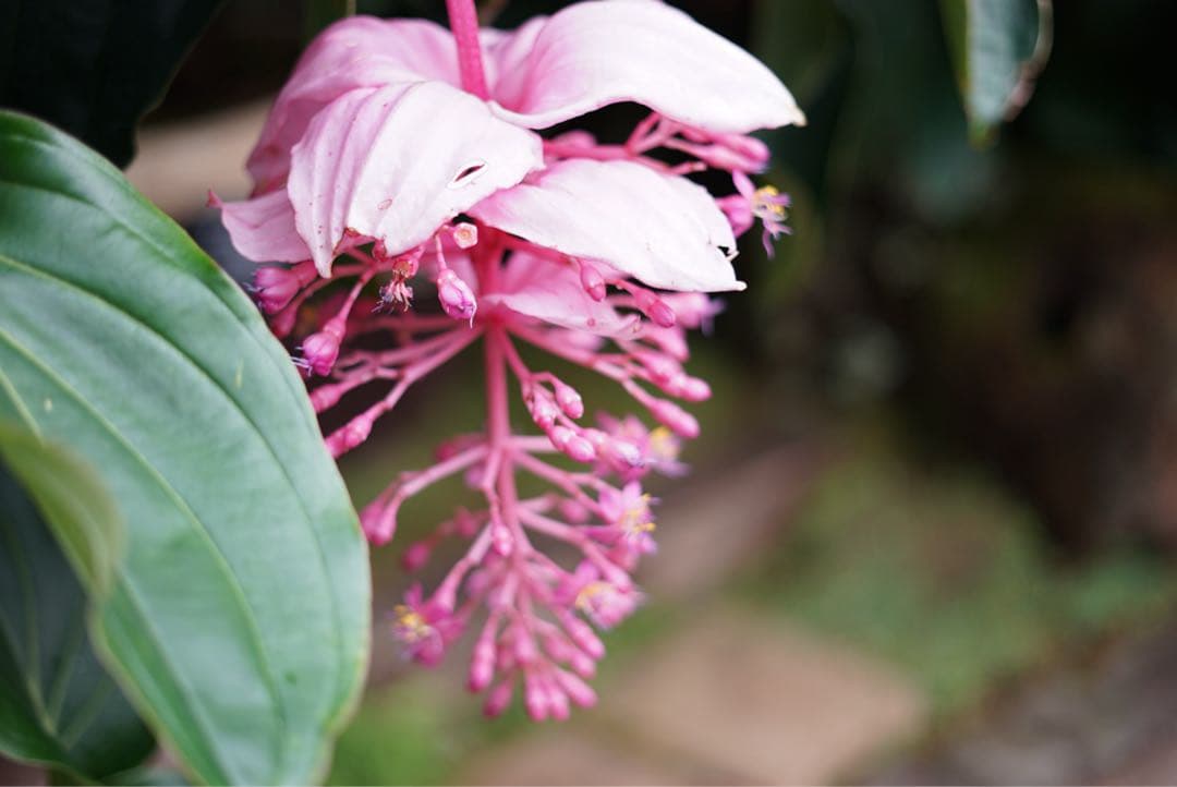 SONY α7 II ミラーレス一眼 本体 シャッター数22,391回 並品