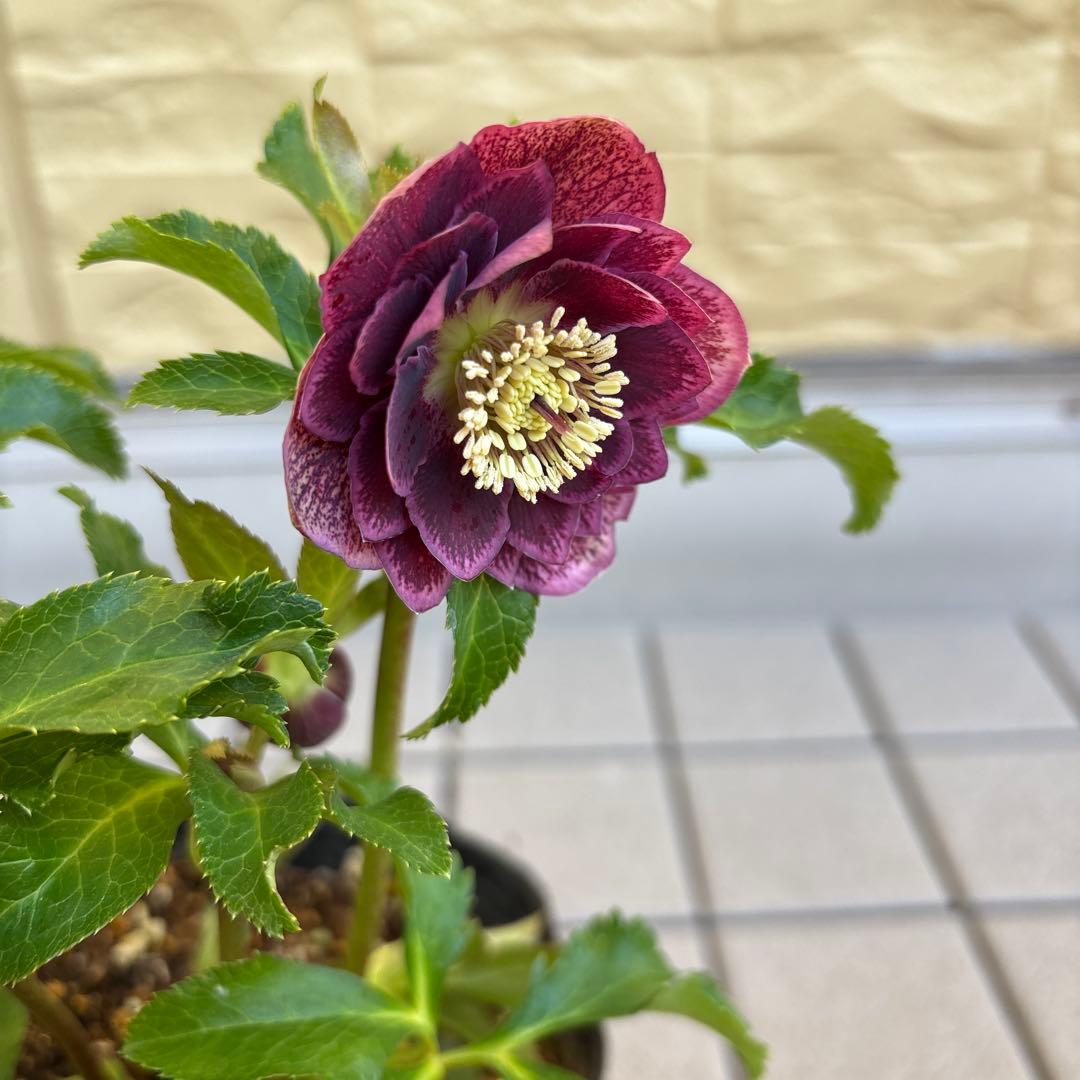 広瀬園芸　クリスマスローズ　dd整形レッドブロッチ　開花株　現品　匿名発送