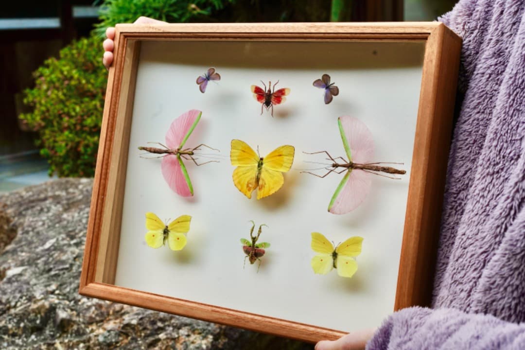 蝶と昆虫の標本