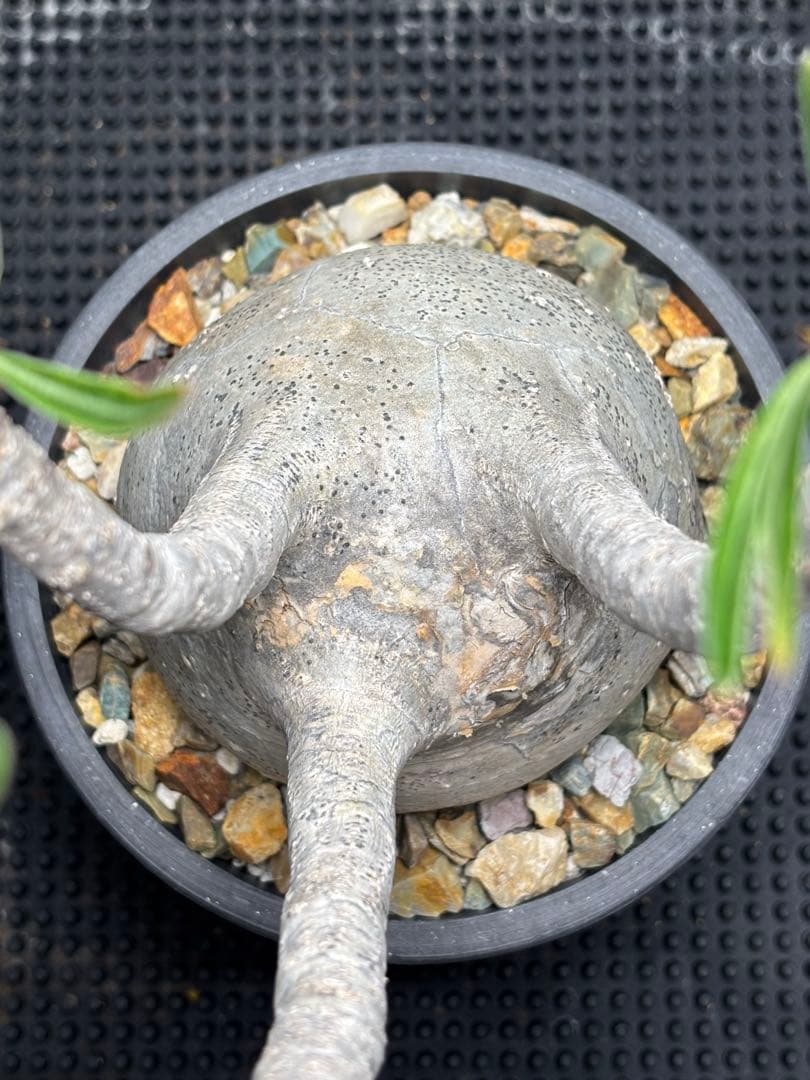 新春セール【グラキリス】塊根！超良型