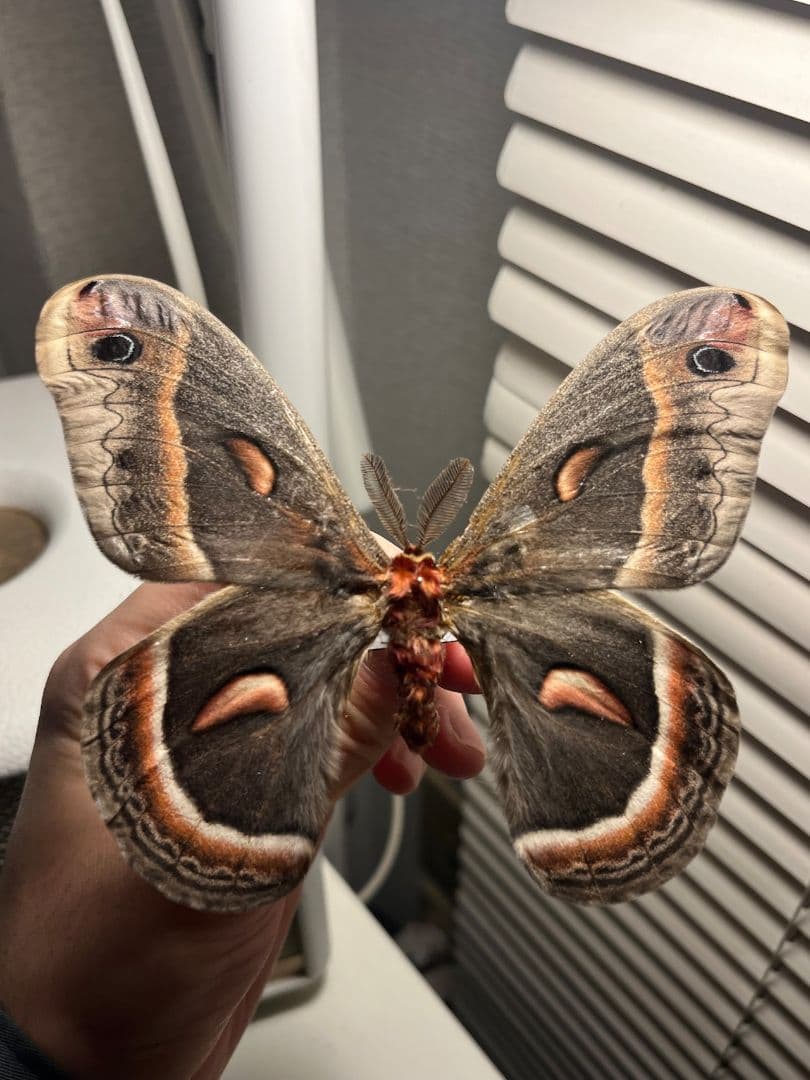 セクロピアサン モス蛾ガモルフォ蝶蛇トンボゼミセミ蝉蜻蛉標本