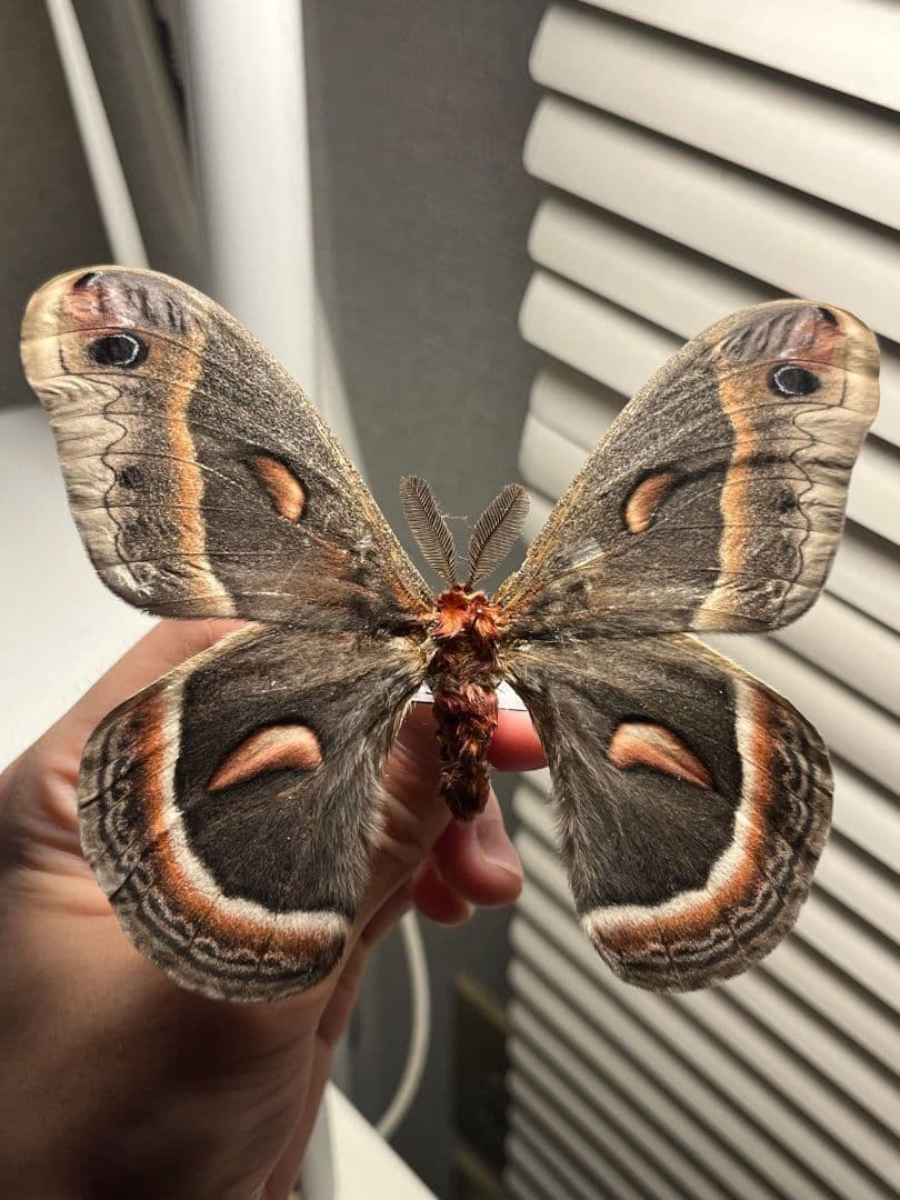 セクロピアサン モス蛾ガモルフォ蝶蛇トンボゼミセミ蝉蜻蛉標本