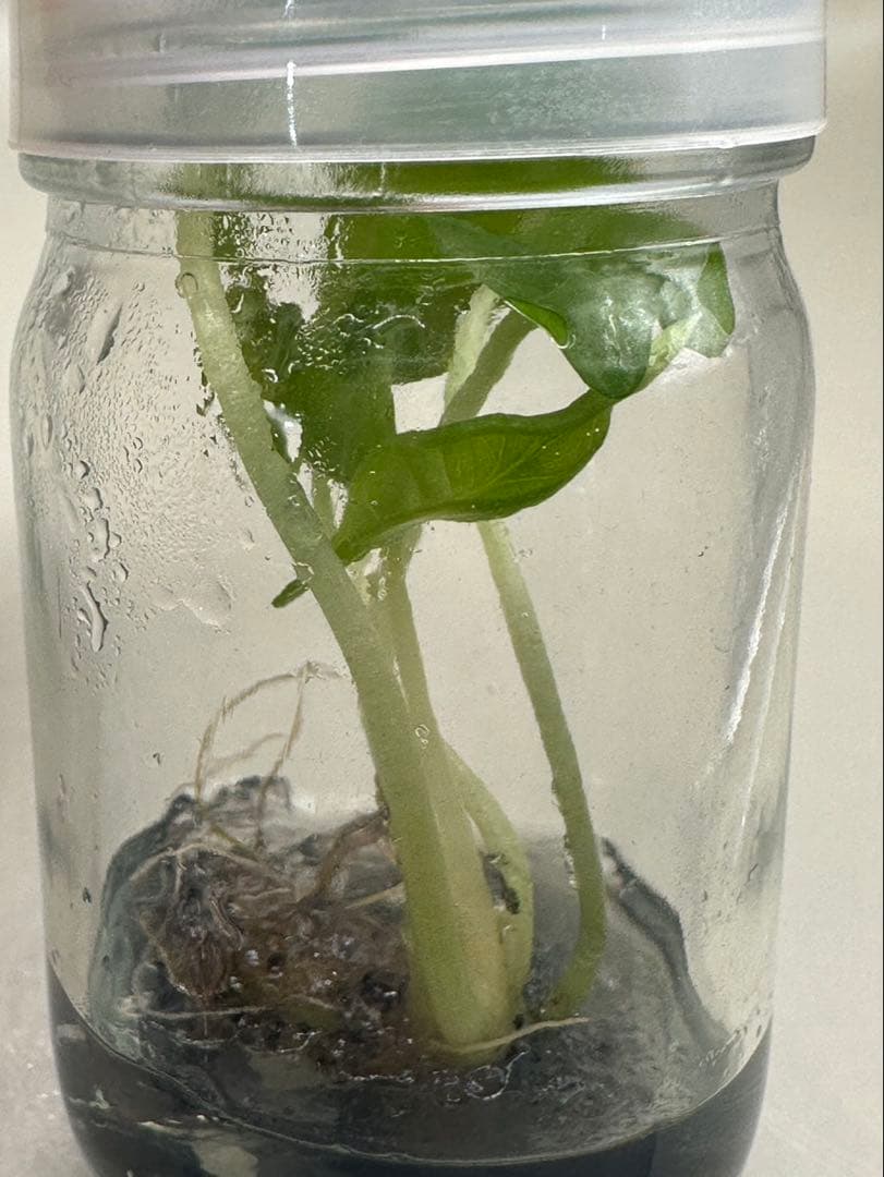 新春特価　希少株　Monstera Bulbasaurモンステラ・フシギダネ