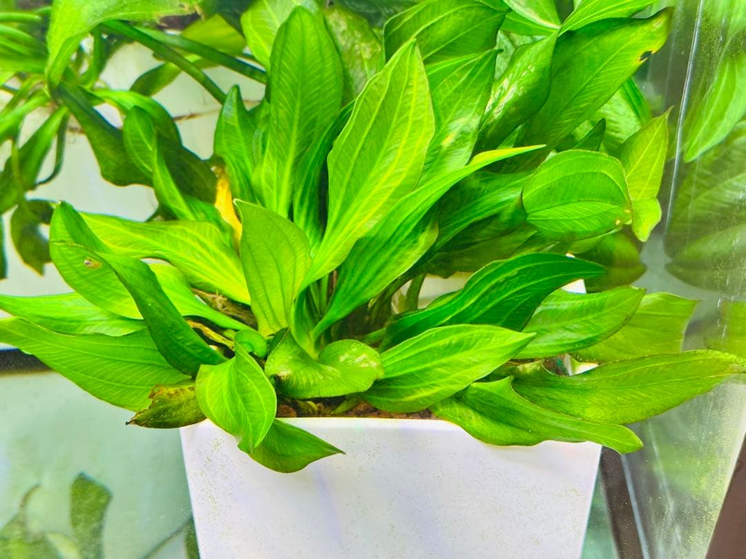 エキノドルス sp サターン　大株　3株まとめ　色鮮やかなグリーン