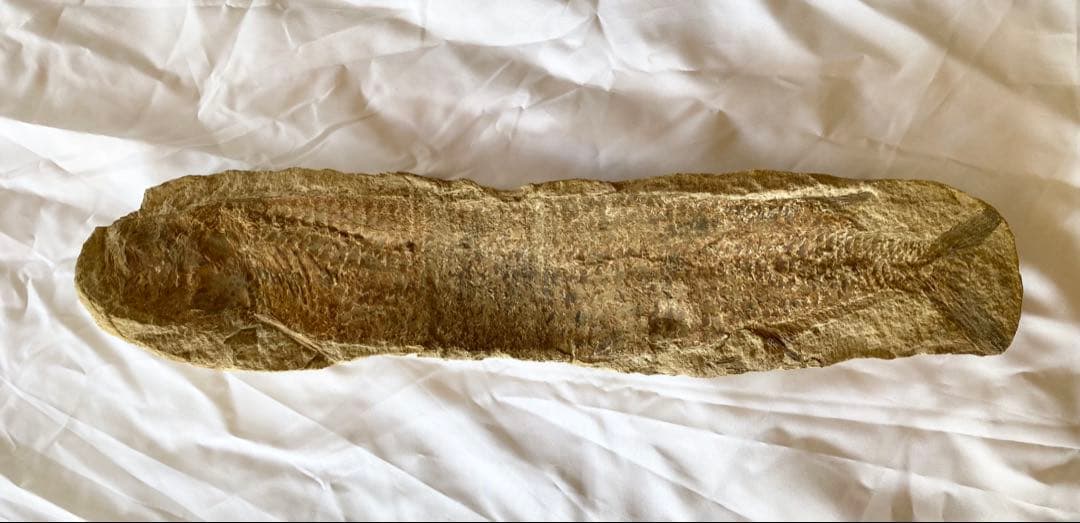 ブラジル産　魚の化石　4.7kg 62cm×14cm ①