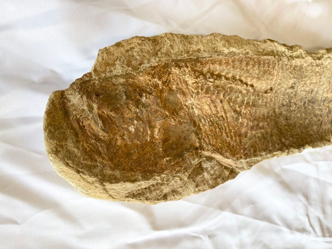 ブラジル産　魚の化石　4.7kg 62cm×14cm ①