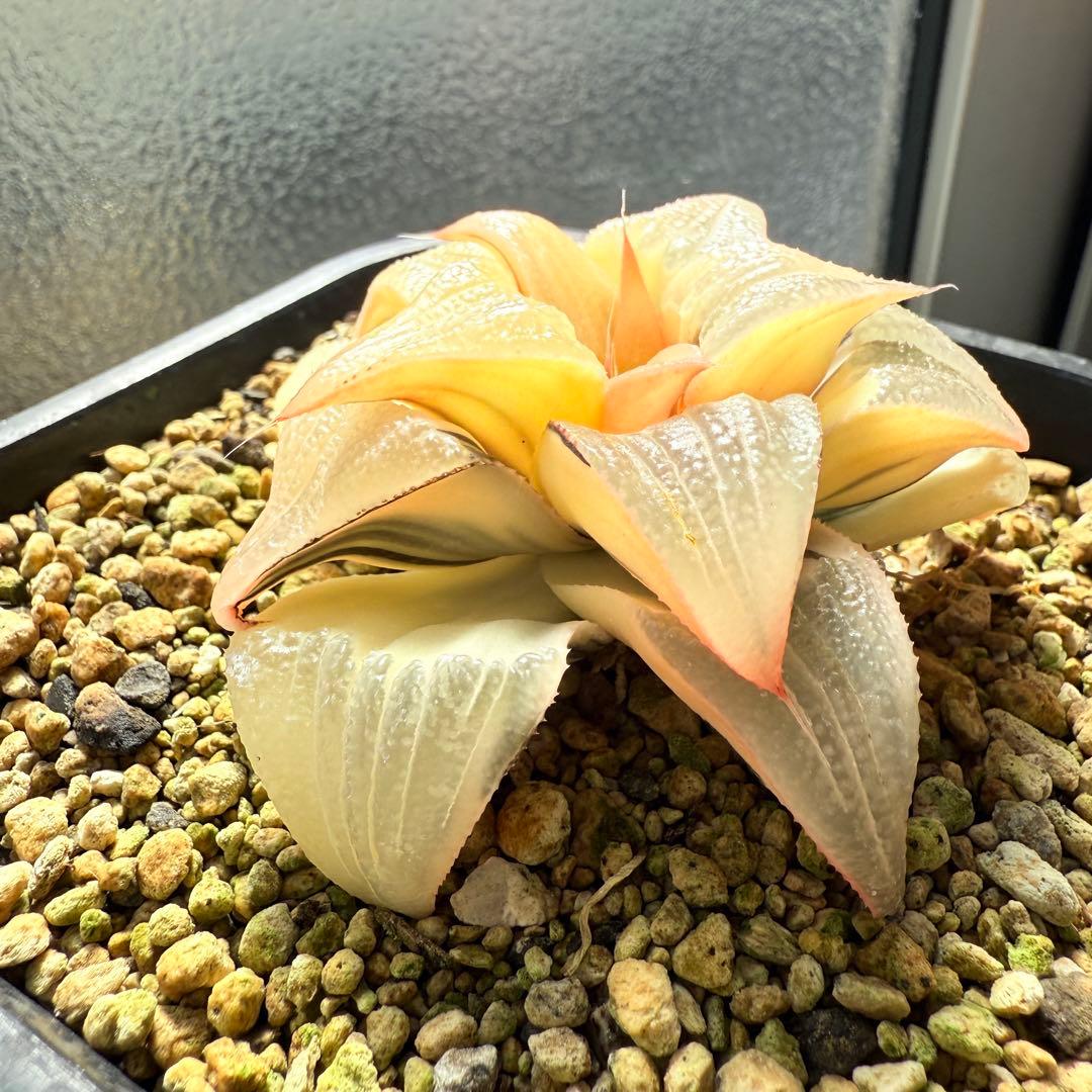 多肉植物 ハオルチア バディア錦 糊斑 12x12cm鉢