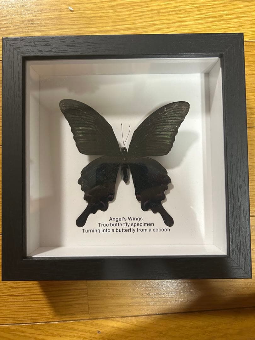 Angel's Wings 本物の蝶標本