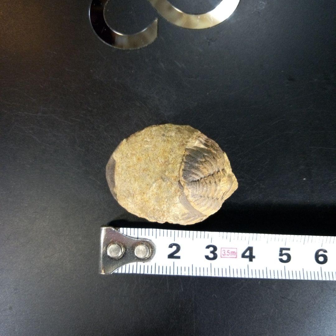 三葉虫　化石　ボリビア産　南アメリカ　trilobite　南米産fossil②