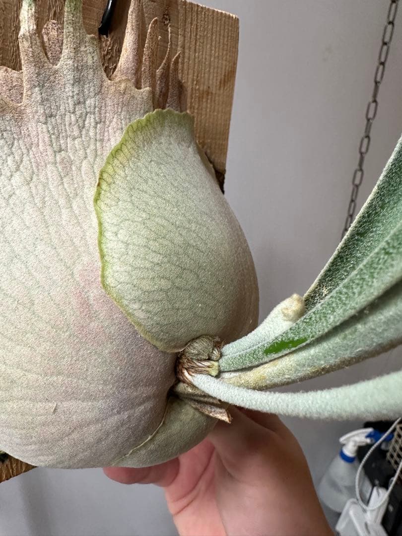 P.veitchii 'Auburn ' 子株販売　ビカクシダ