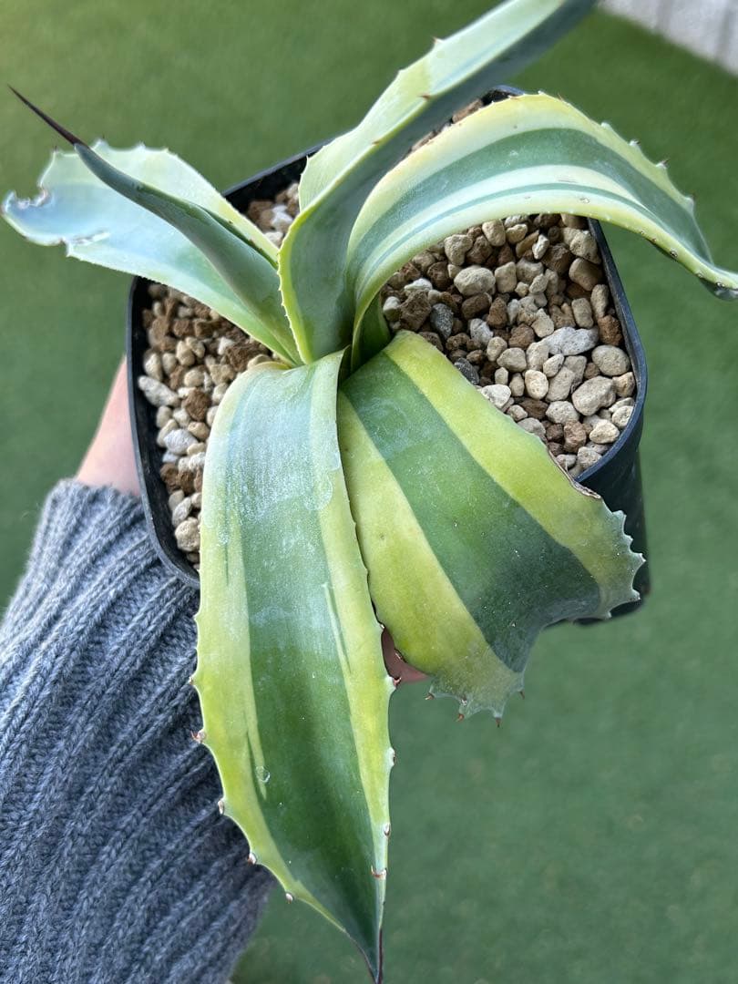 最高峰SS級株！感謝祭、鉢付き！発根済み！大株！特大オルカ！極上株！