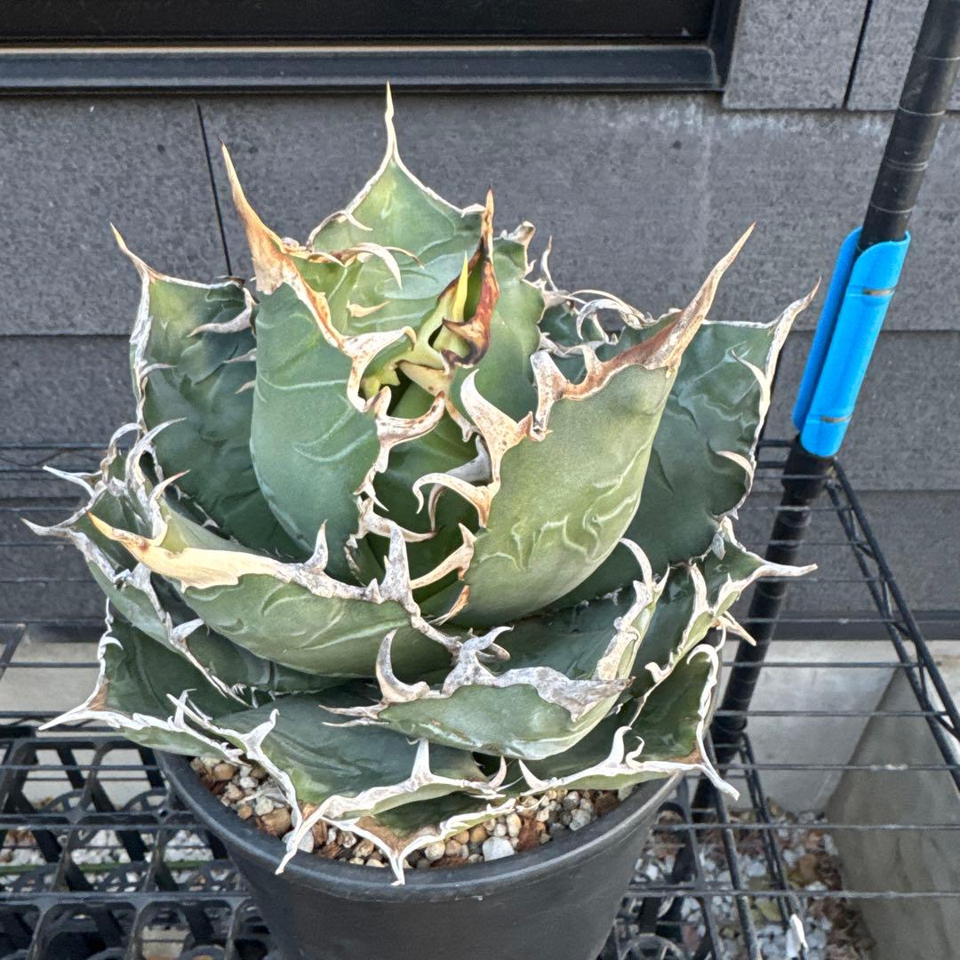 アガベ　チタノタ　白鯨　大株　オアハカ　オテロイ　ハデス　シーザー　赤猫　BB