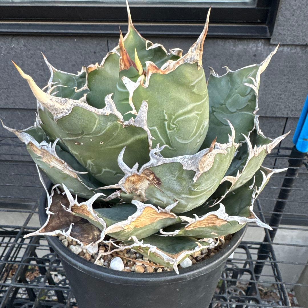 アガベ　チタノタ　白鯨　大株　オアハカ　オテロイ　ハデス　シーザー　赤猫　BB