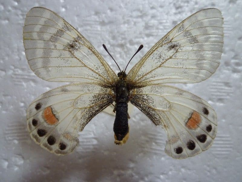 ヒ*ヤ様 カルトニウスウスバ♀/アフガニスタン.Badakhsha産【外国産蝶標