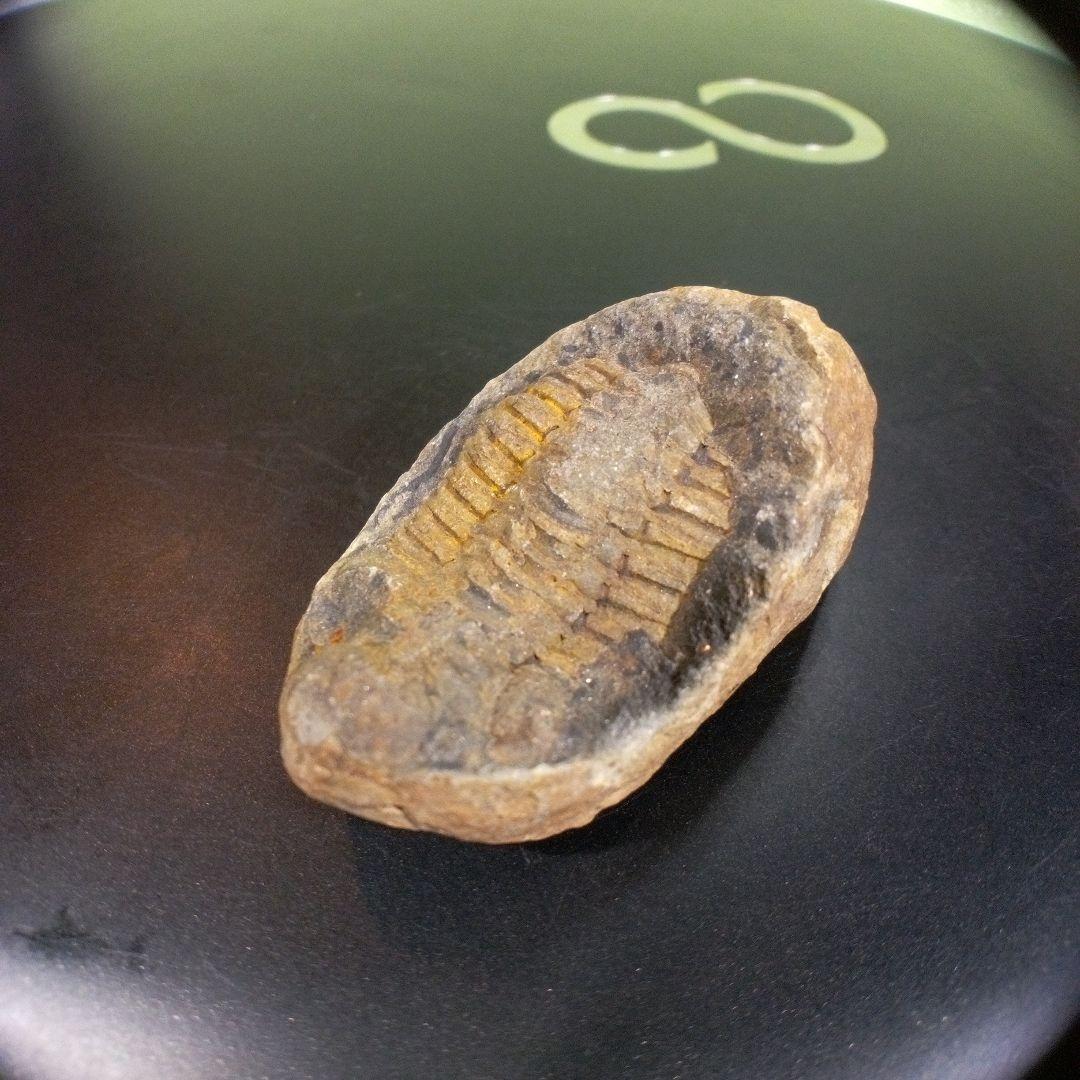 三葉虫　化石　fossil　ボリビア産　トライロバイト　三葉虫個体③