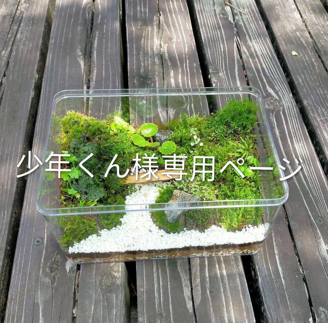 少年くんページ