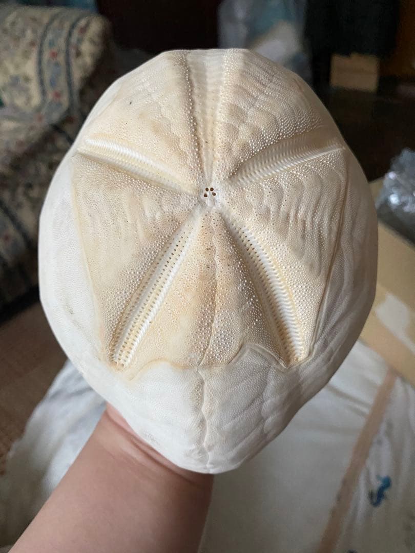 フィリピン ブンブク 世界最大級 完品 ウニ殻 ウニ 標本