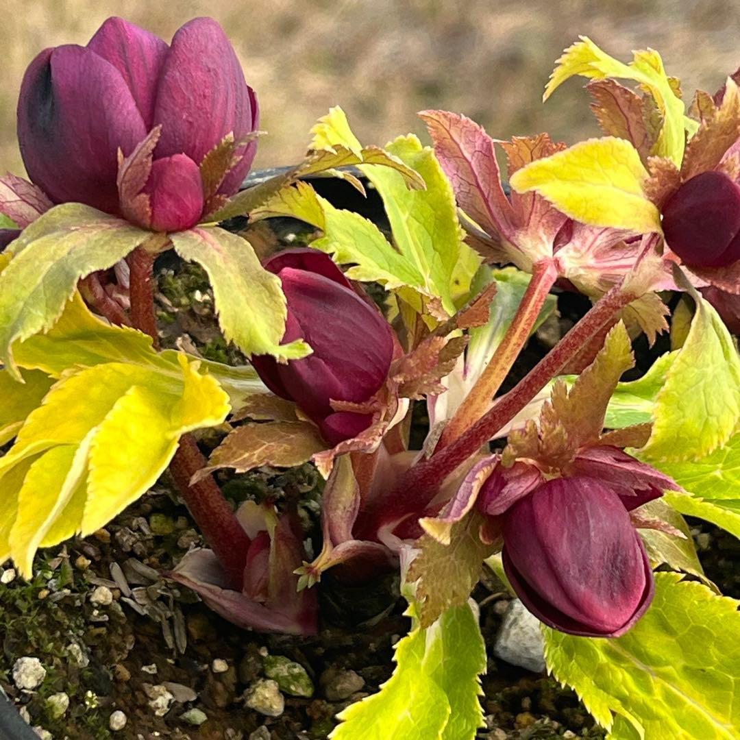 バ*カ様 ☘️限定1株☘️未株分け☘️3354⭐️小輪⭐️オーレア⭐️真紅⭐️ぼ