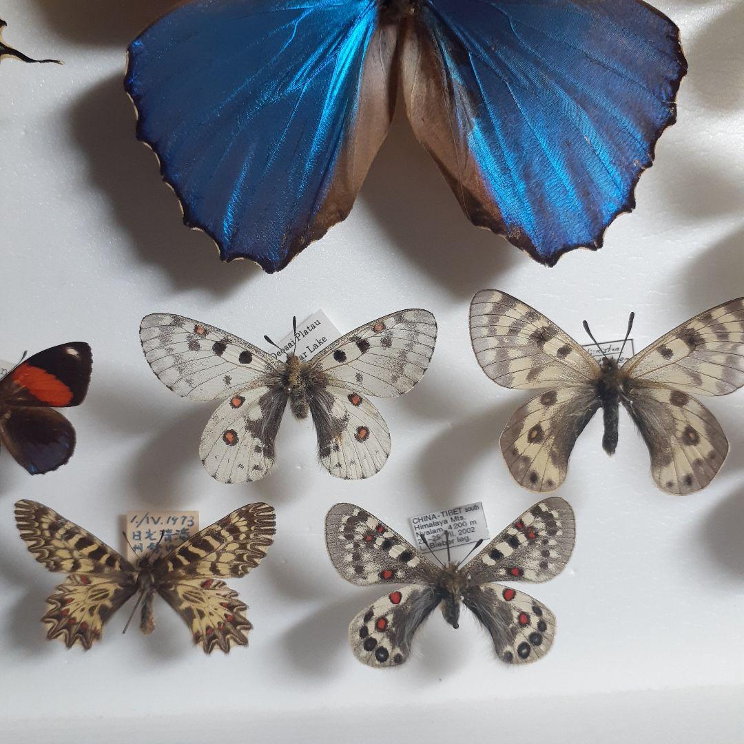 蝶標本　トリバネアゲハ、オオルリアゲハなど19種37頭　大型ドイツ標本箱２箱入り