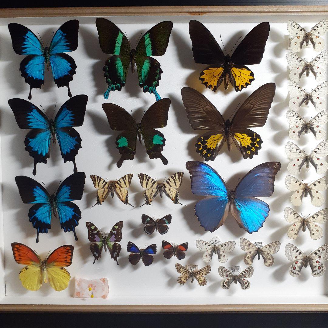 蝶標本　トリバネアゲハ、オオルリアゲハなど19種37頭　大型ドイツ標本箱２箱入り