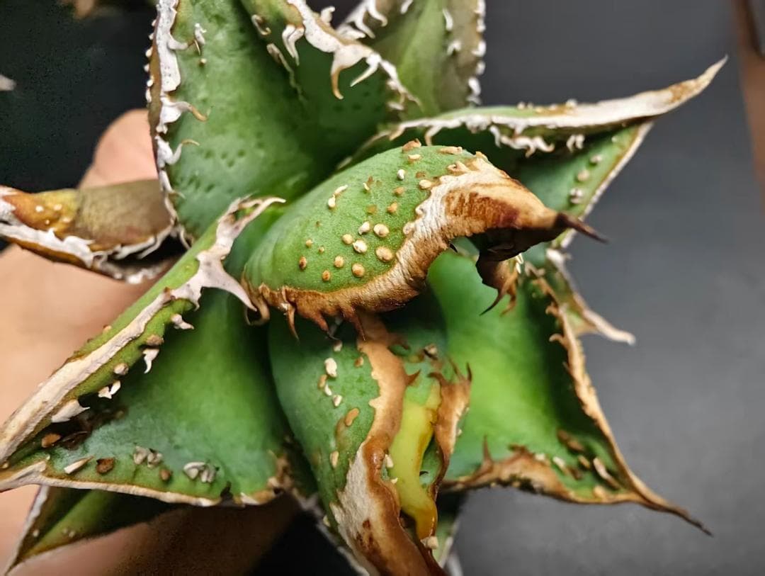 杉*山様 アガベ チタノタ 麻花龍 極上強棘 美株 ブツブツ コレクシ Lize