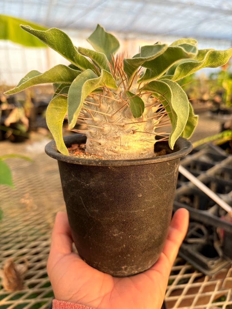 パキポディウム ナマクアナム 光堂　国内実生　美株