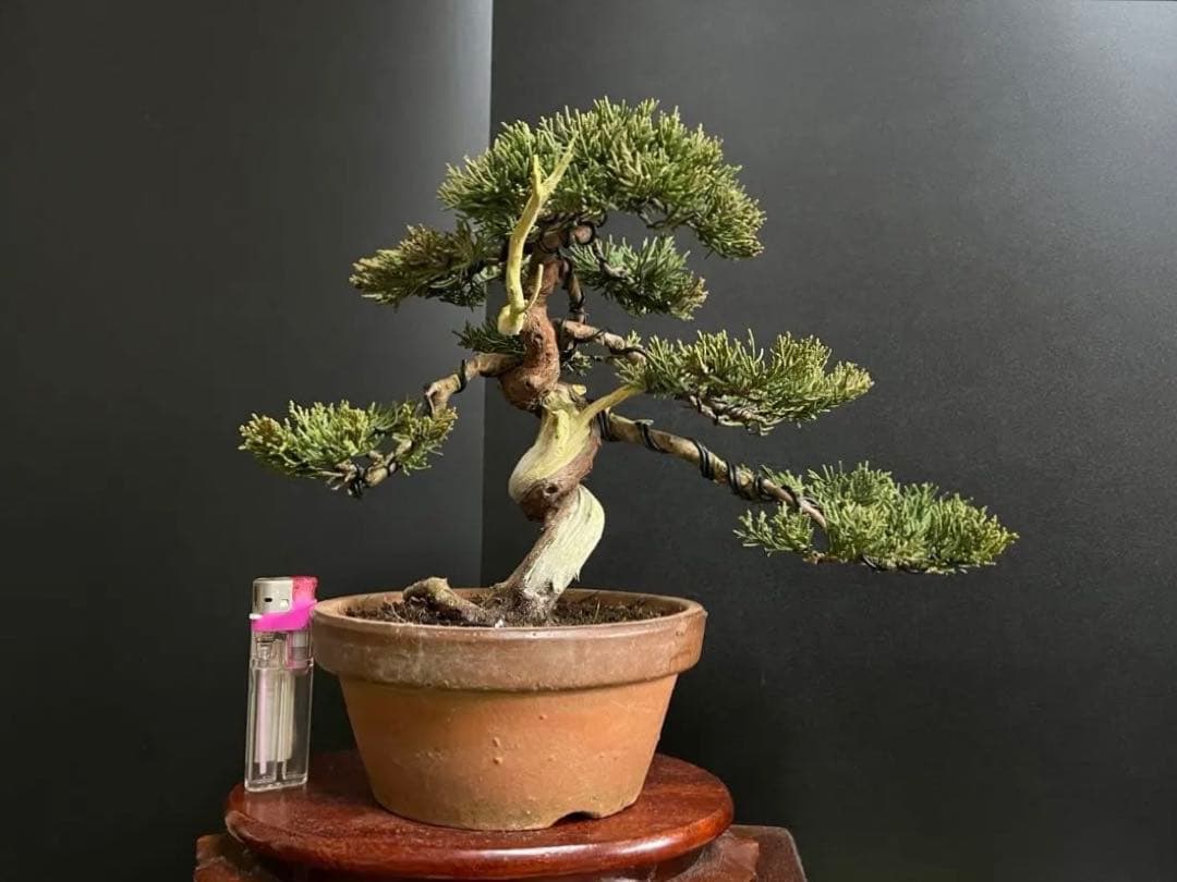 真柏盆栽　糸魚川真柏　捻転シャリ　小品盆栽　樹高20cm 素材