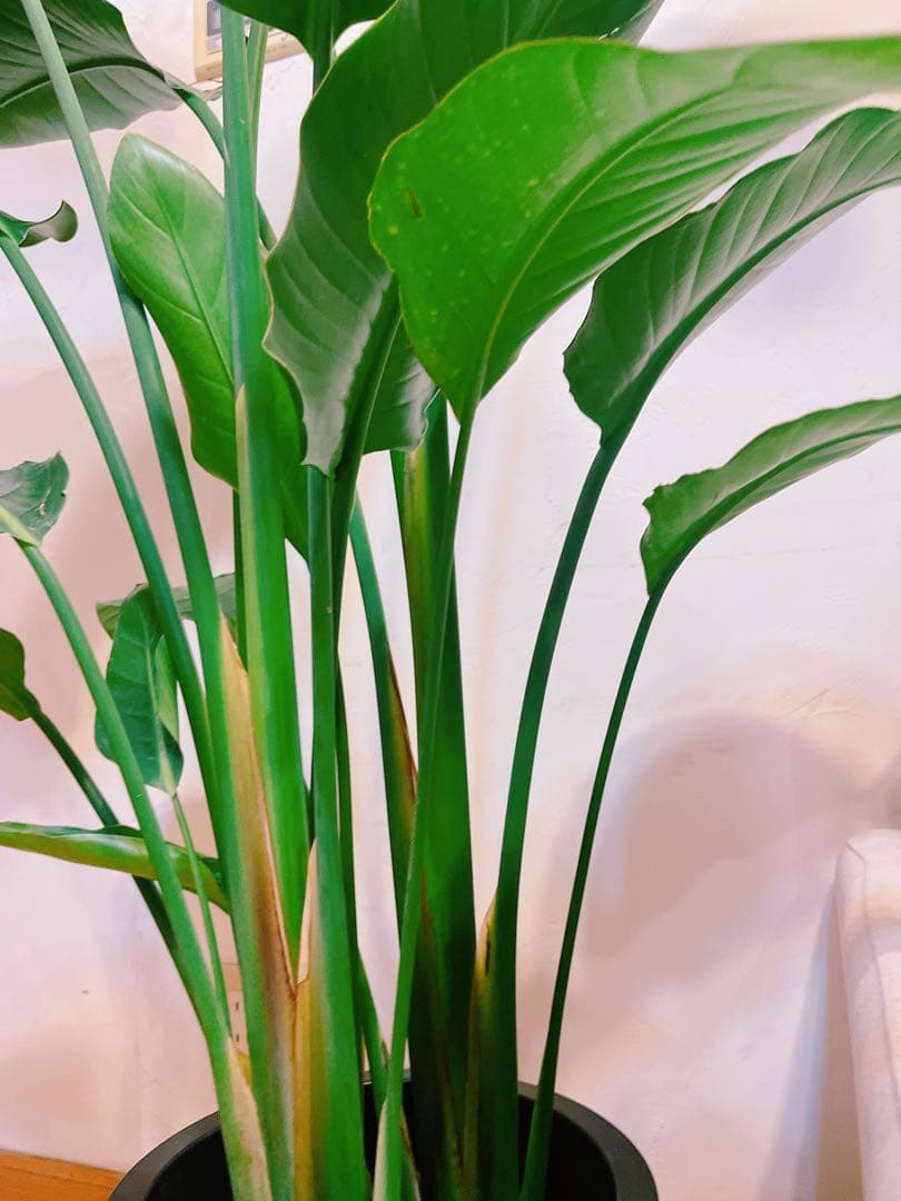 激安！　ストレチア　オーガスタ A 大型❗️ 177センチ　10号鉢 観葉植物