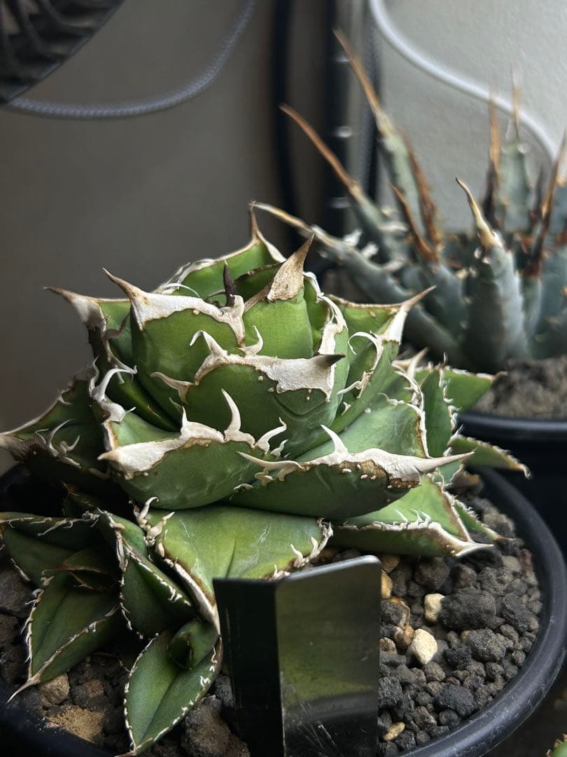 アガベ　流星親株