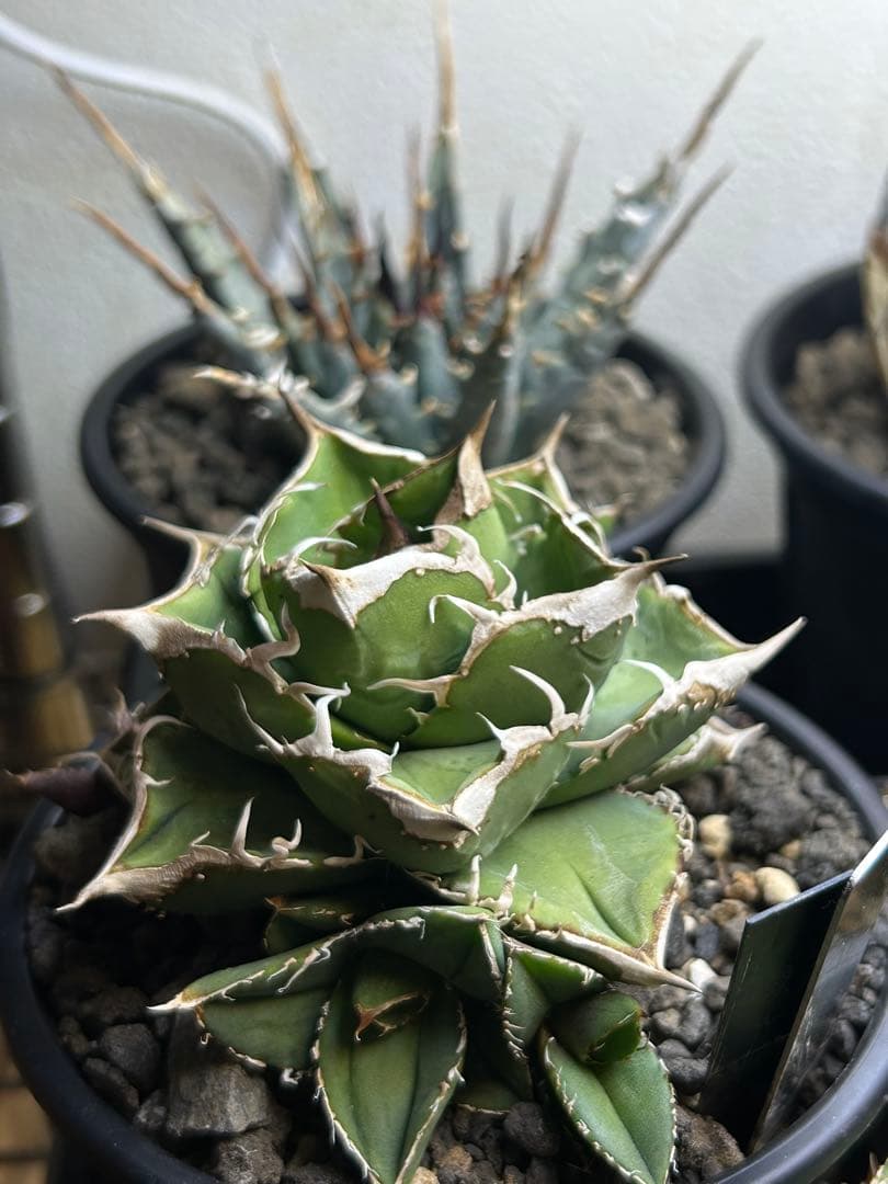 アガベ　流星親株