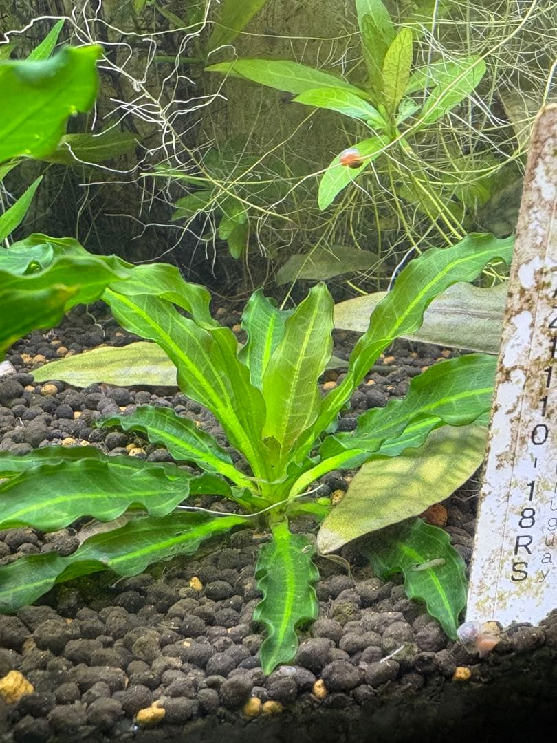 エキノドルス　サイサリス