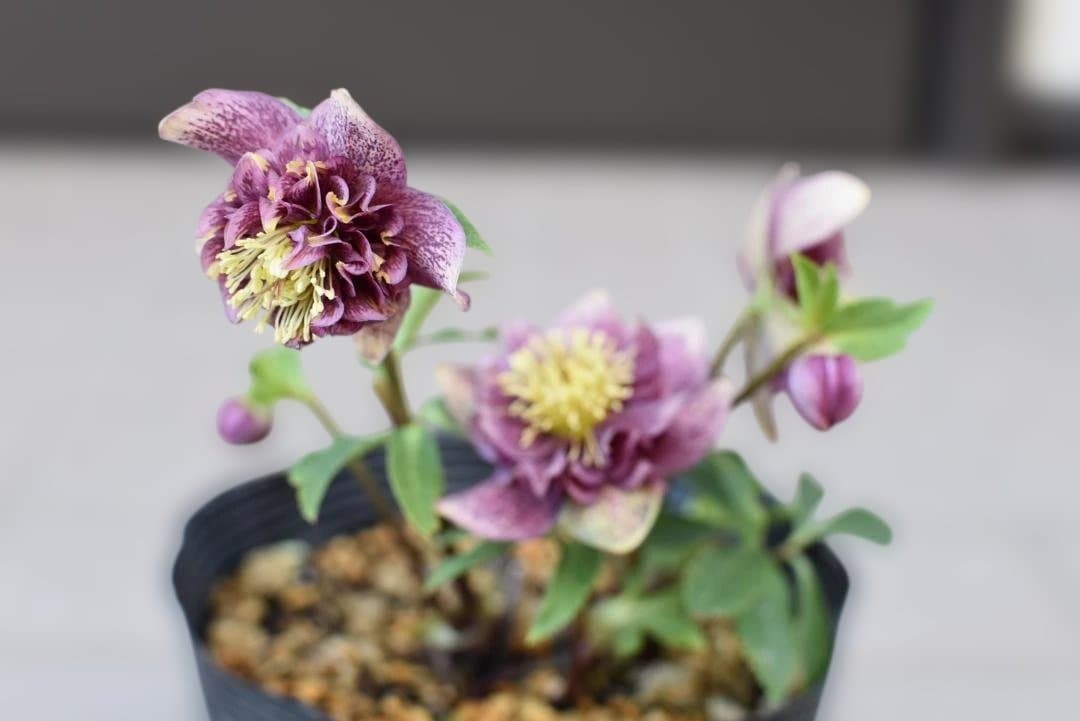 認定　アンティークモーリー　クリスマスローズ開花株