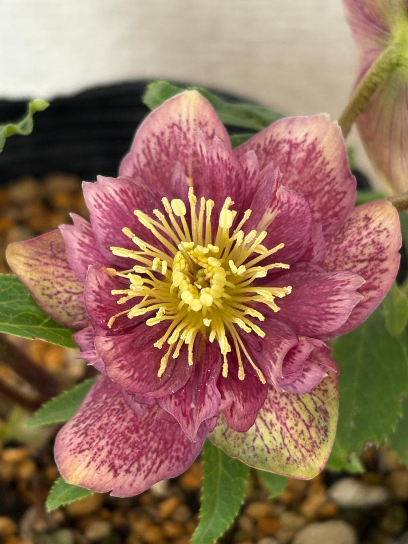 認定　アンティークモーリー　クリスマスローズ開花株