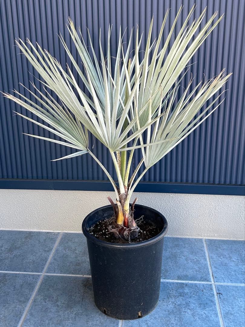 ブラヘアアルマータ　極太株　幹幅12センチ　9号鉢