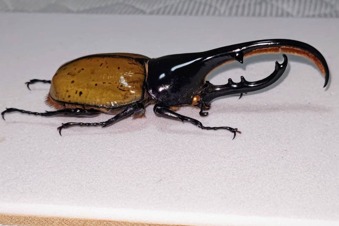 ヘラクレスオオカブト モリシマイ 標本