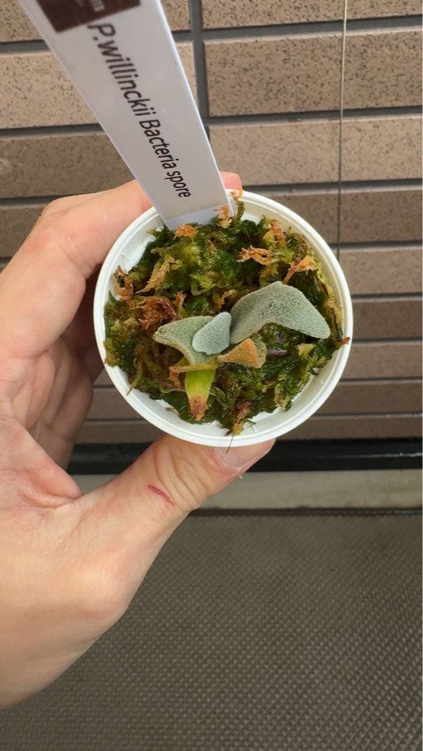 ビカクシダ P.willinckii 'Bacteria spore select '