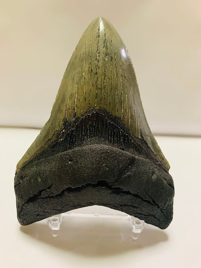 メガロドン　歯の化石　110㎜