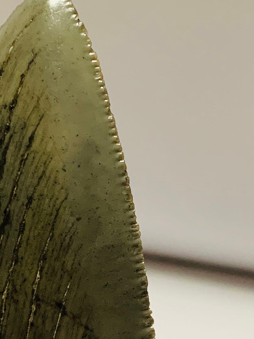 メガロドン　歯の化石　110㎜