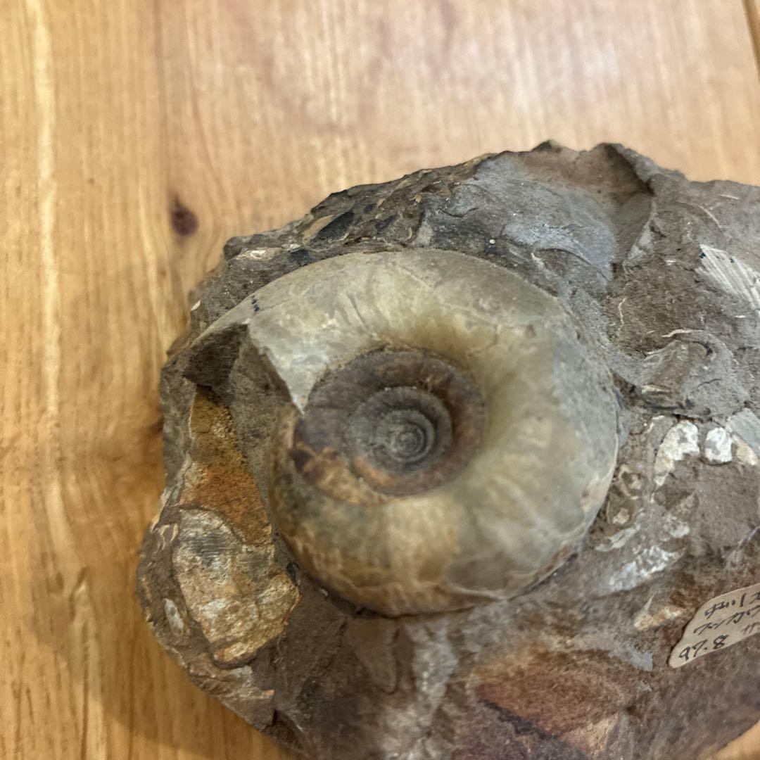 アンモナイト化石 約20cm 1997.8採掘