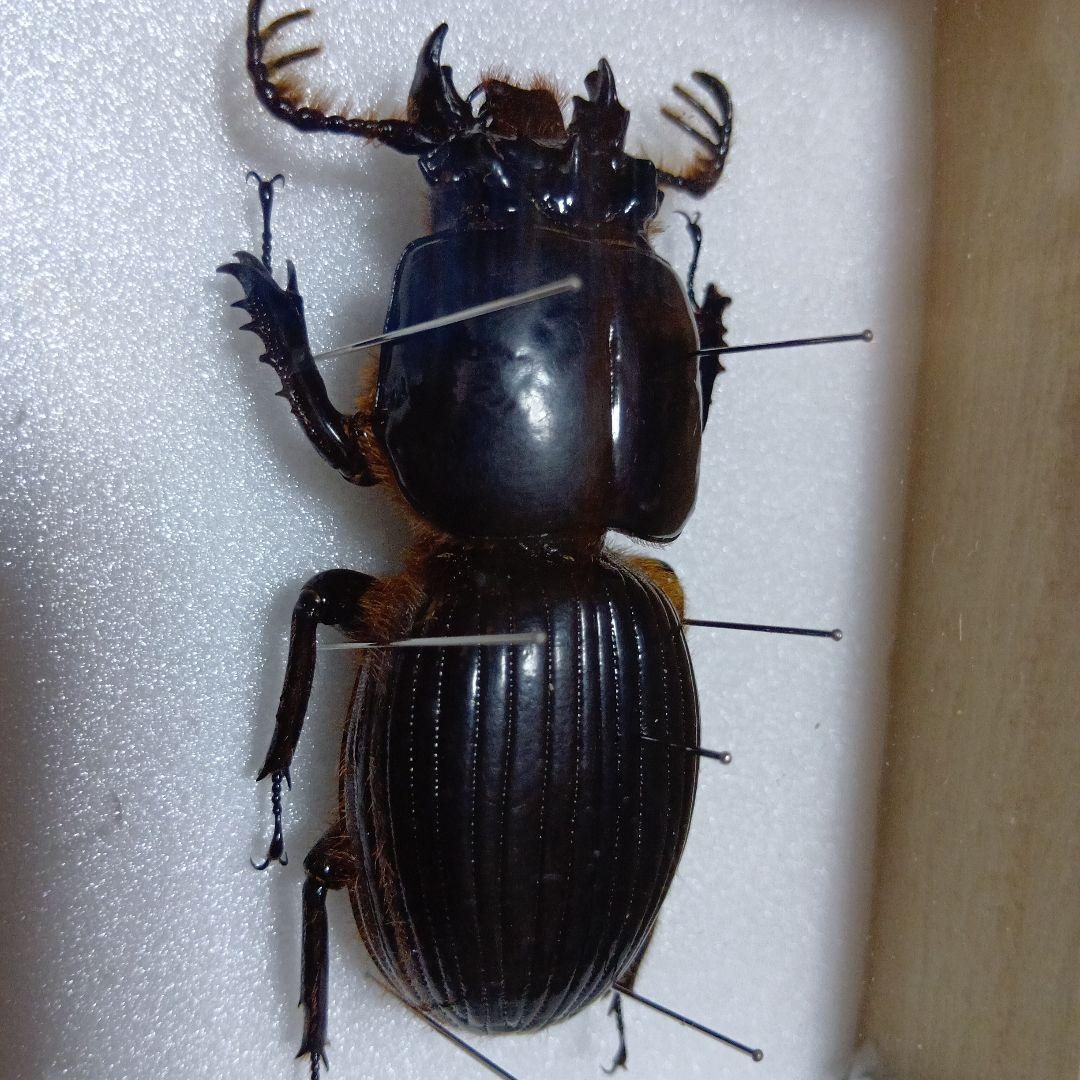 ゴーリーオバケクロツヤムシ76mm標本(ケース付き)